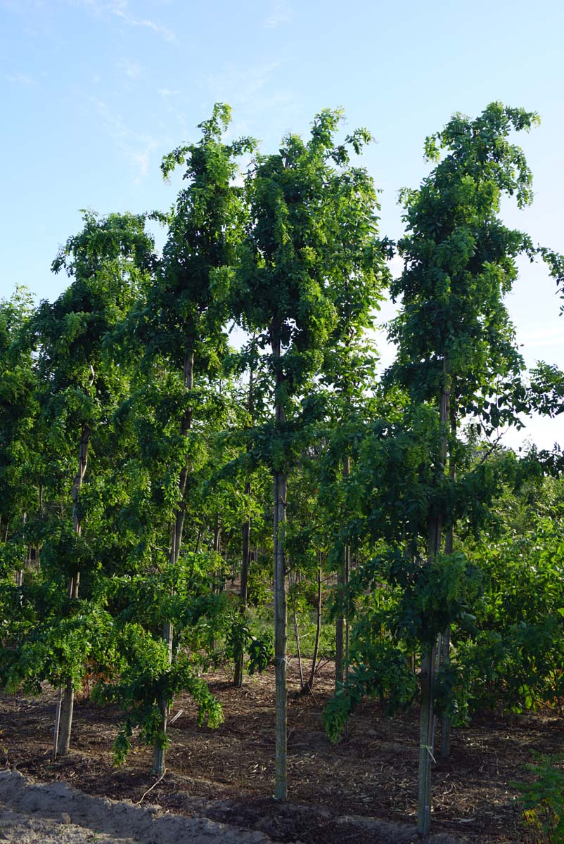 Robinia pseudoacacia 'Tortuosa' solitair solitair
