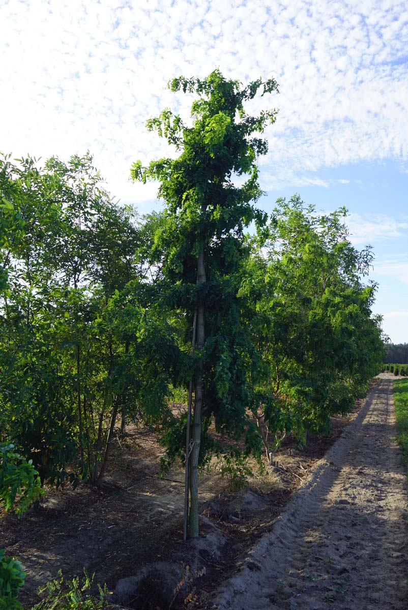 Robinia pseudoacacia 'Tortuosa' solitair solitair
