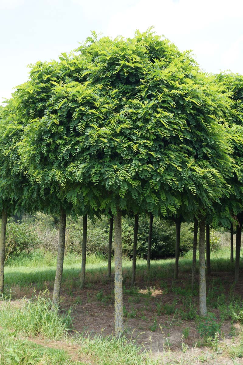 Robinia pseudoacacia 'Umbraculifera' op stam op stam