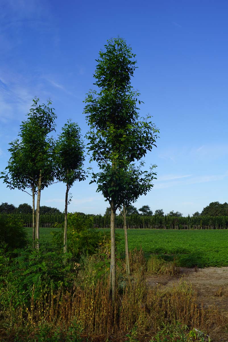 Robinia pseudoacacia 'Unifoliola' op stam op stam