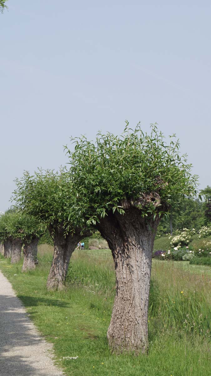 Salix alba solitair solitair