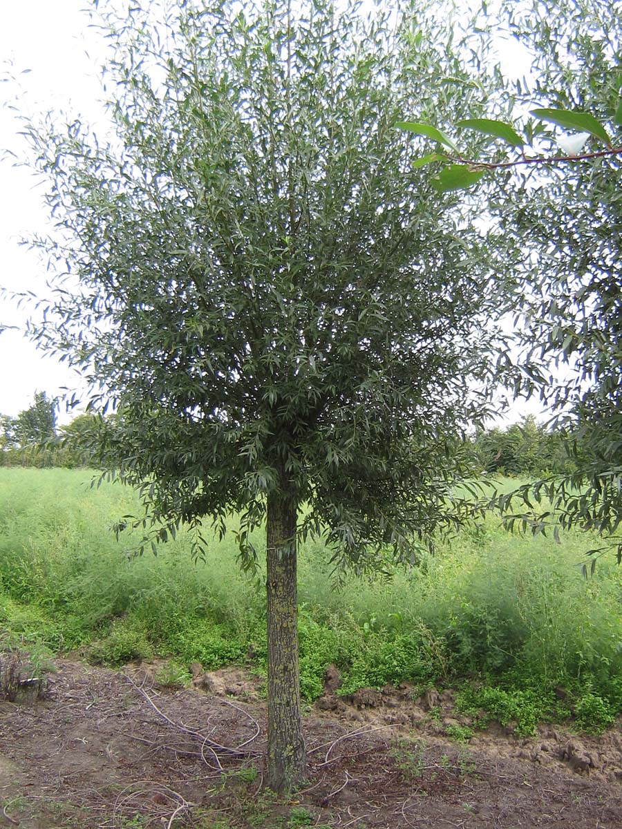 Salix alba op stam op stam