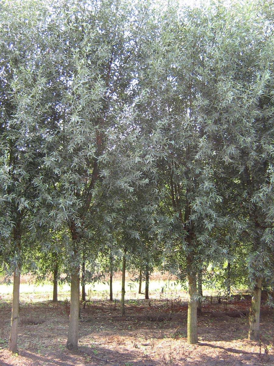 Salix alba op stam op stam