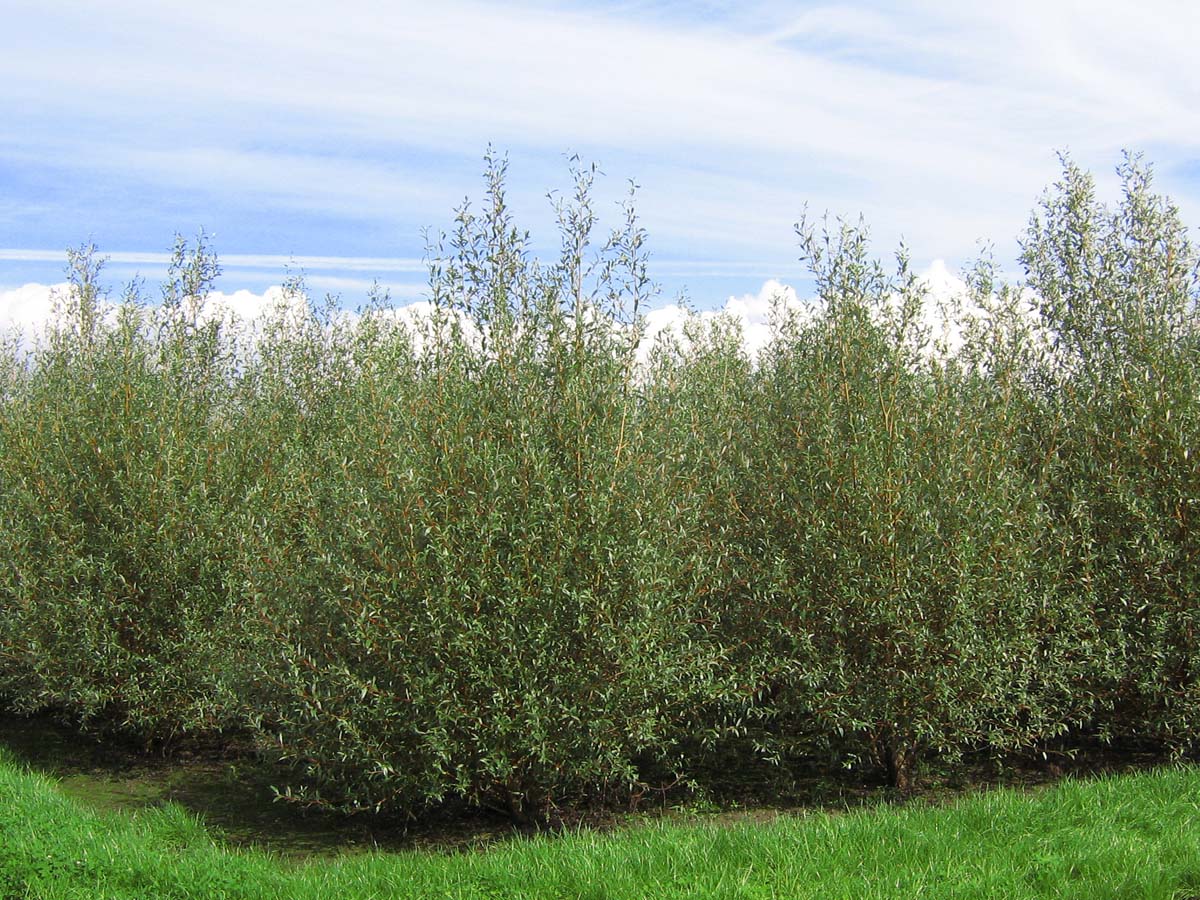 Salix alba meerstammig / struik meerstammig