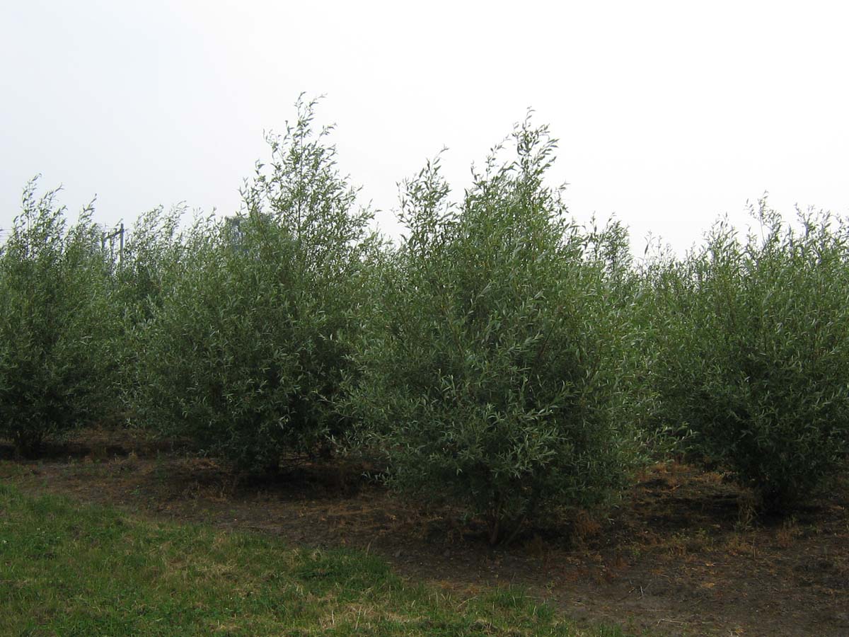 Salix alba meerstammig / struik meerstammig