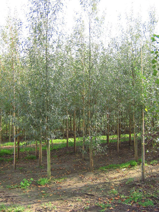Salix alba 'Belders' op stam op stam