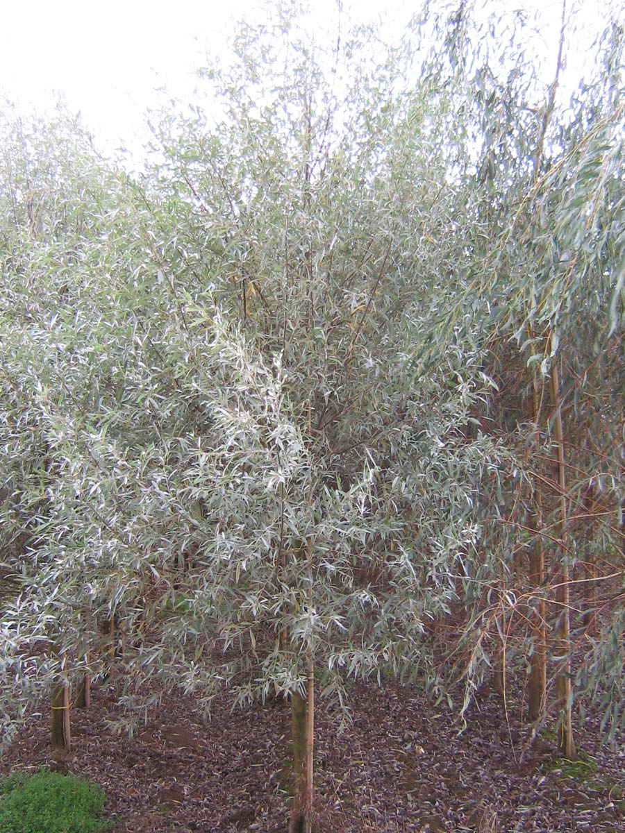 Salix alba 'Sericea' op stam op stam