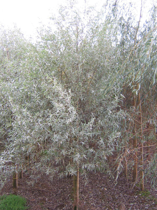 Salix alba 'Sericea' op stam op stam