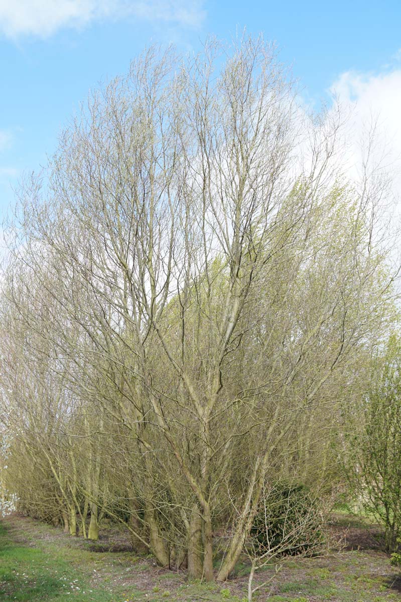 Salix alba 'Sericea' meerstammig / struik meerstammig