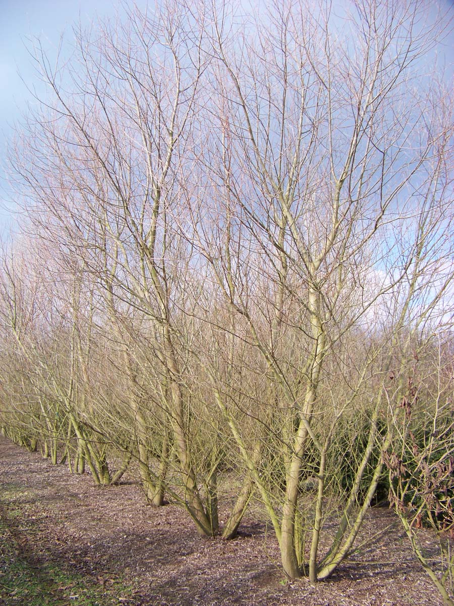 Salix alba 'Sericea' meerstammig / struik meerstammig