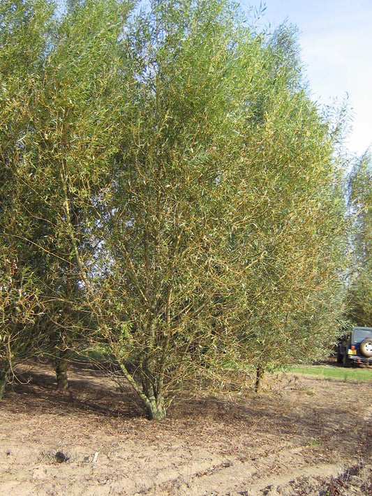 Salix alba vitellina meerstammig / struik meerstammig