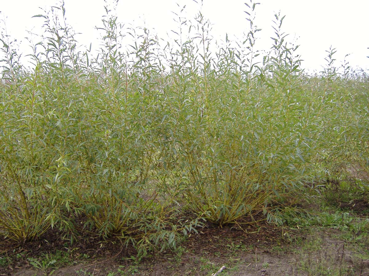 Salix alba vitellina meerstammig / struik meerstammig