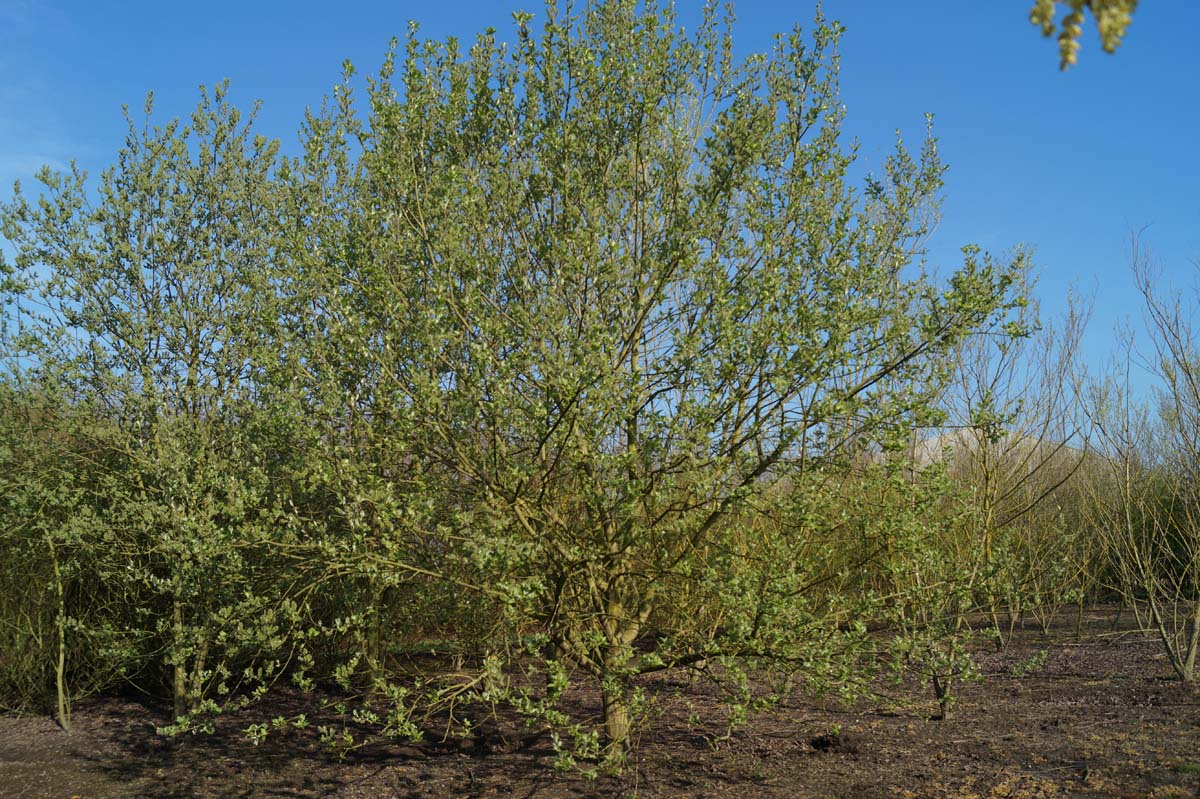Salix caprea solitair solitair
