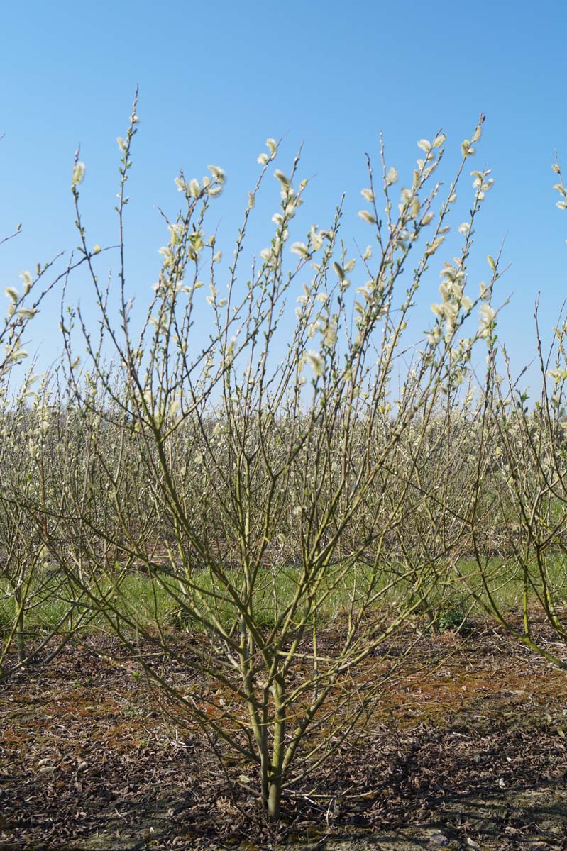 Salix cinerea meerstammig / struik meerstammig