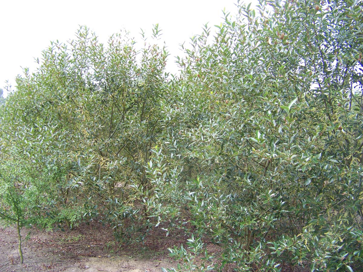 Salix pentandra meerstammig / struik meerstammig