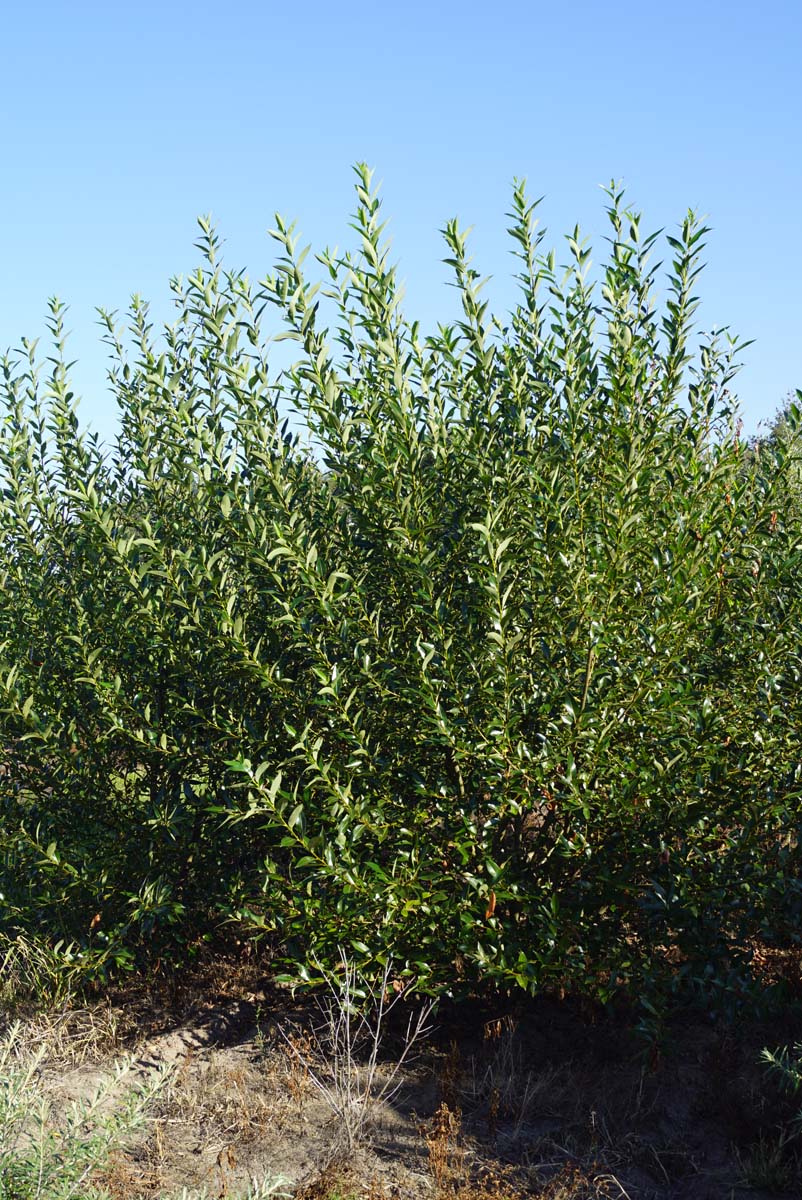 Salix pentandra meerstammig / struik meerstammig