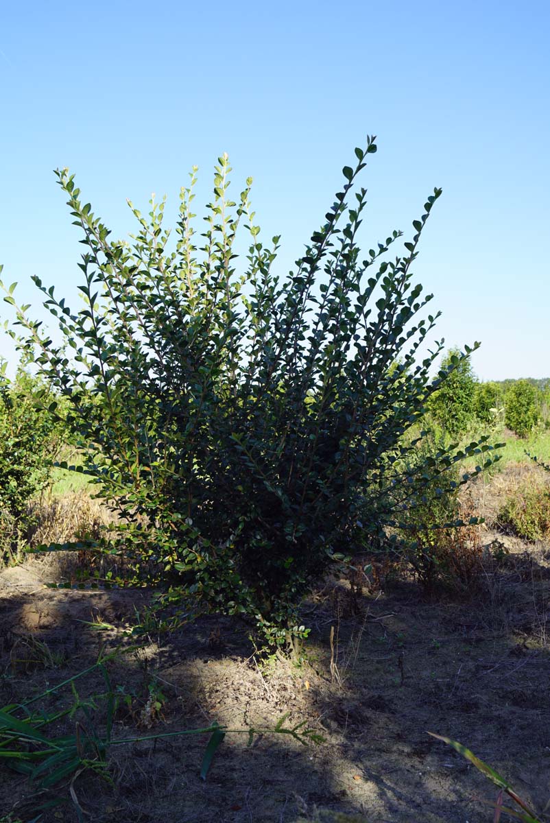 Salix pentandra meerstammig / struik meerstammig