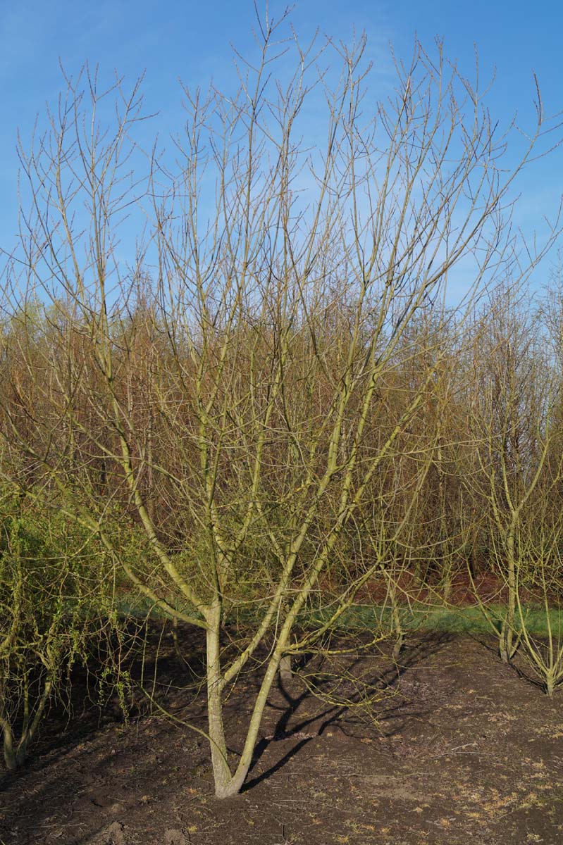 Salix pentandra meerstammig / struik meerstammig