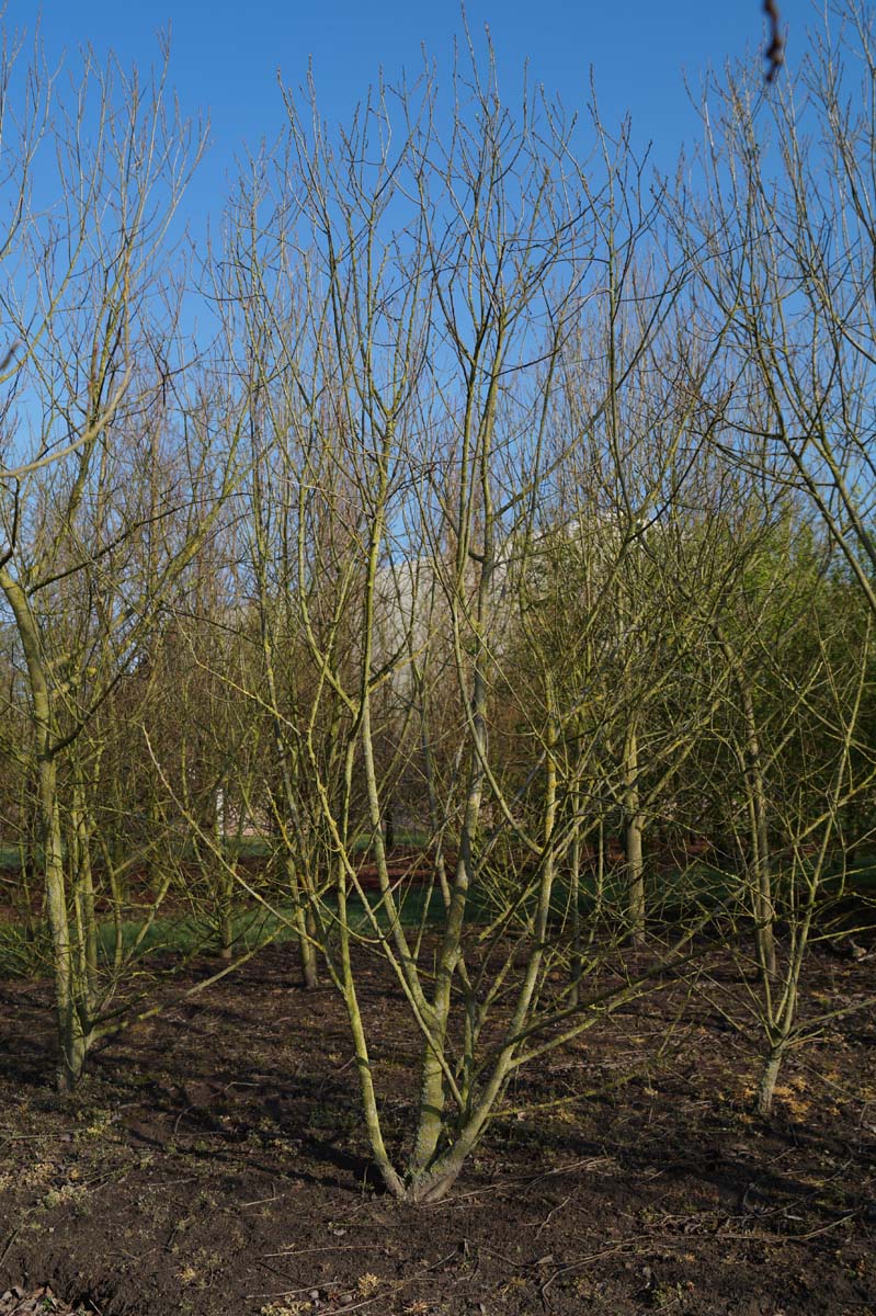 Salix pentandra meerstammig / struik meerstammig