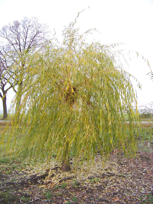 Salix sepulcralis 'Chrysocoma' op stam op stam