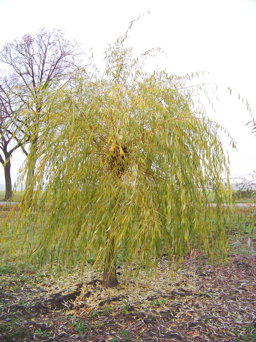 Salix sepulcralis 'Chrysocoma' op stam op stam