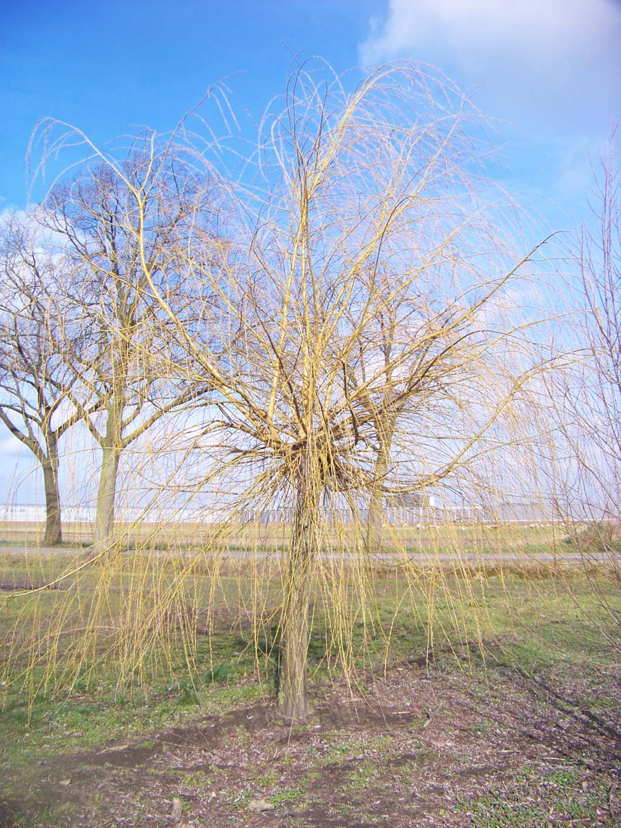 Salix sepulcralis 'Chrysocoma' op stam op stam