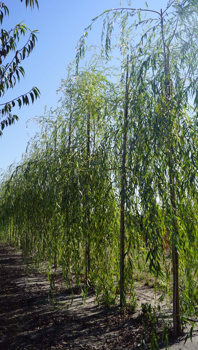 Salix sepulcralis 'Chrysocoma' op stam op stam
