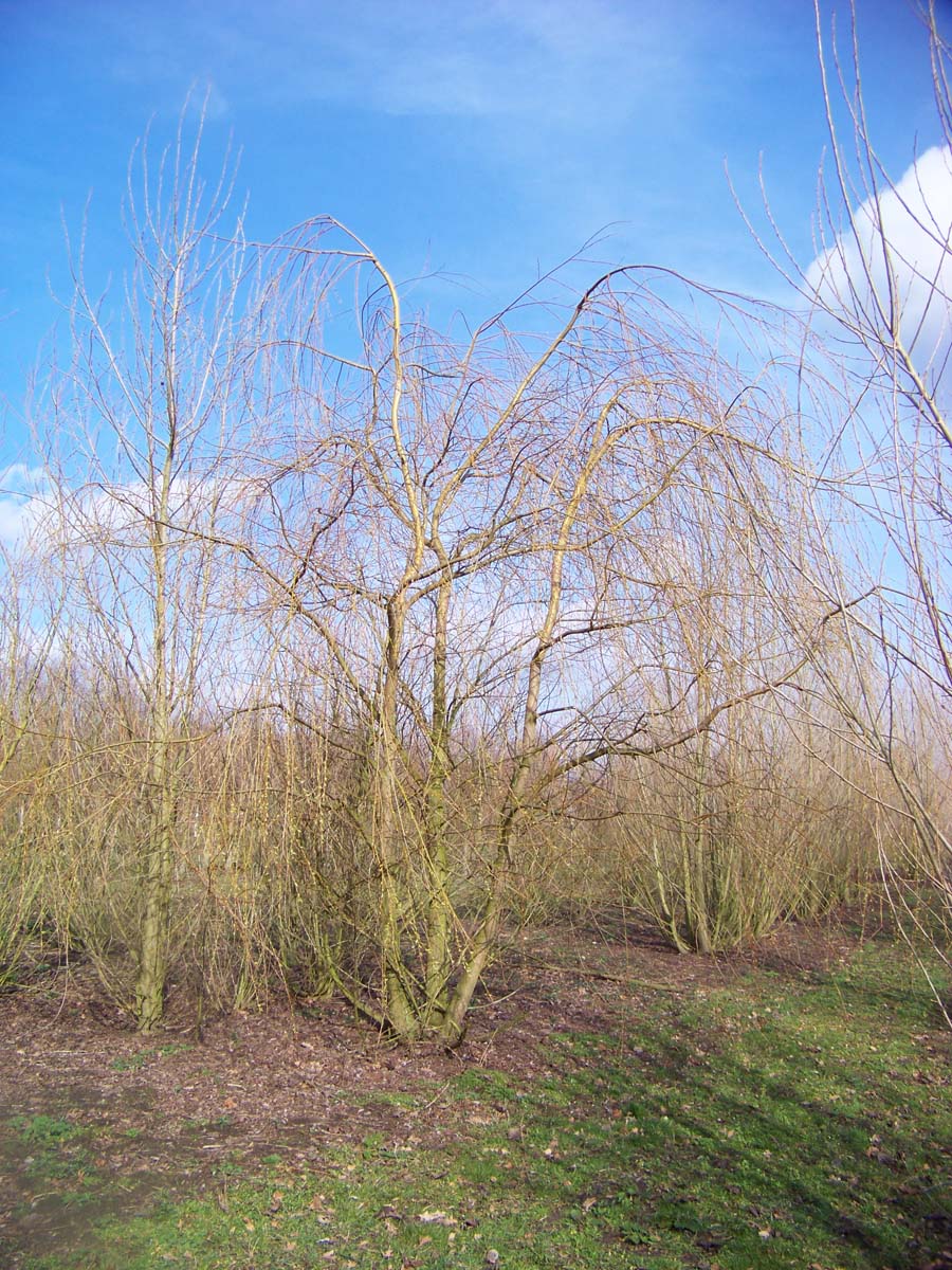 Salix sepulcralis 'Chrysocoma' meerstammig / struik meerstammig