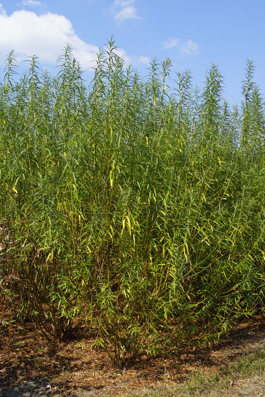 Salix viminalis meerstammig / struik meerstammig