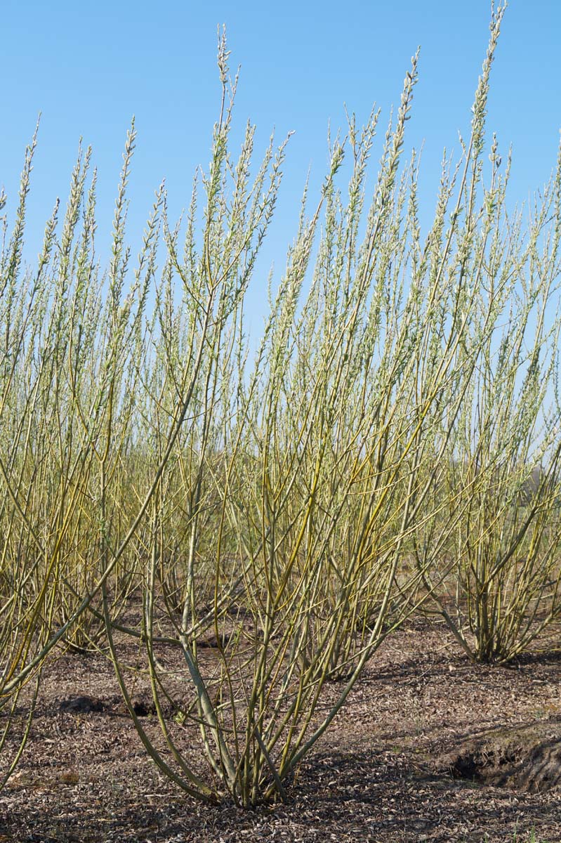 Salix viminalis meerstammig / struik meerstammig