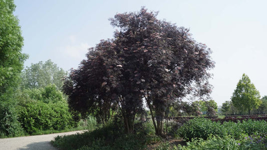 Sambucus nigra 'Eva' meerstammig / struik struik