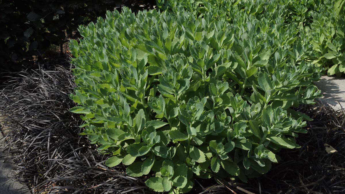 Sedum spectabile 'Brillant' tuinplanten