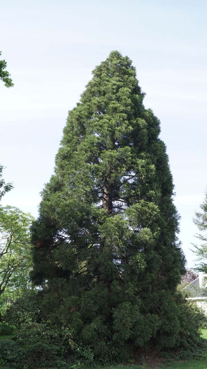 Sequoiadendron giganteum solitair solitair