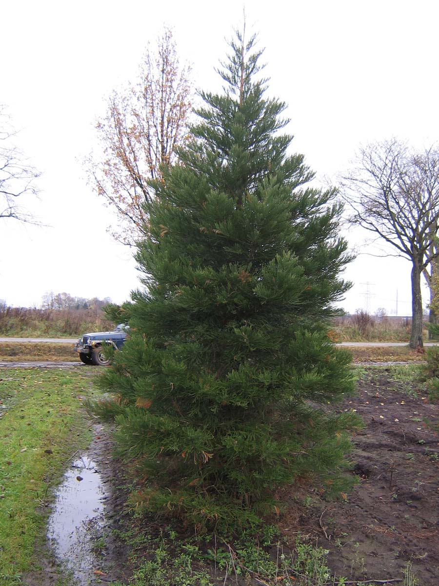 Sequoiadendron giganteum solitair solitair