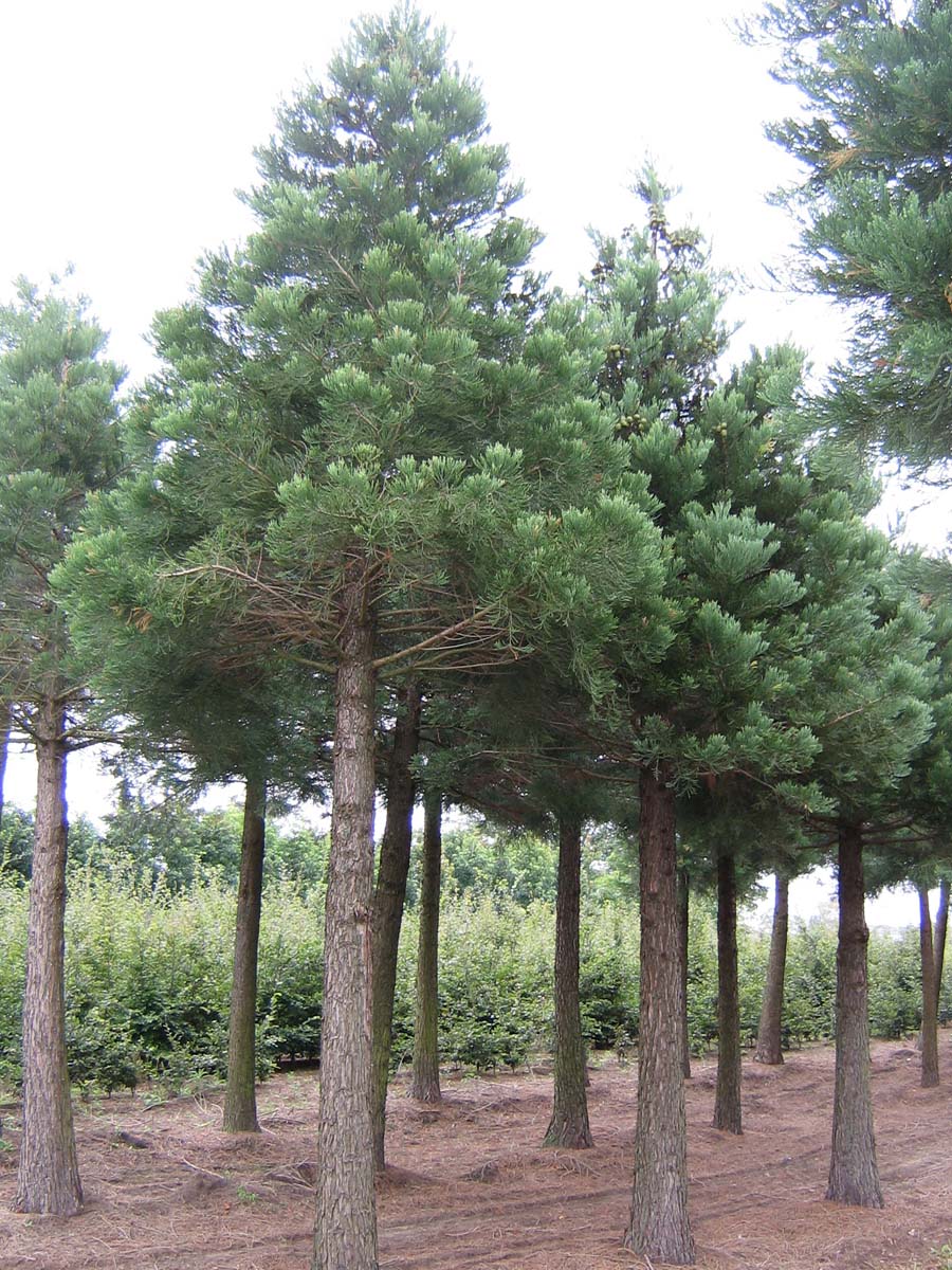 Sequoiadendron giganteum solitair solitair
