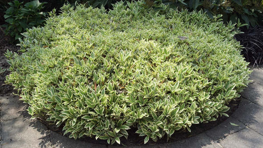 Skimmia japonica 'Magic Marlot' struik