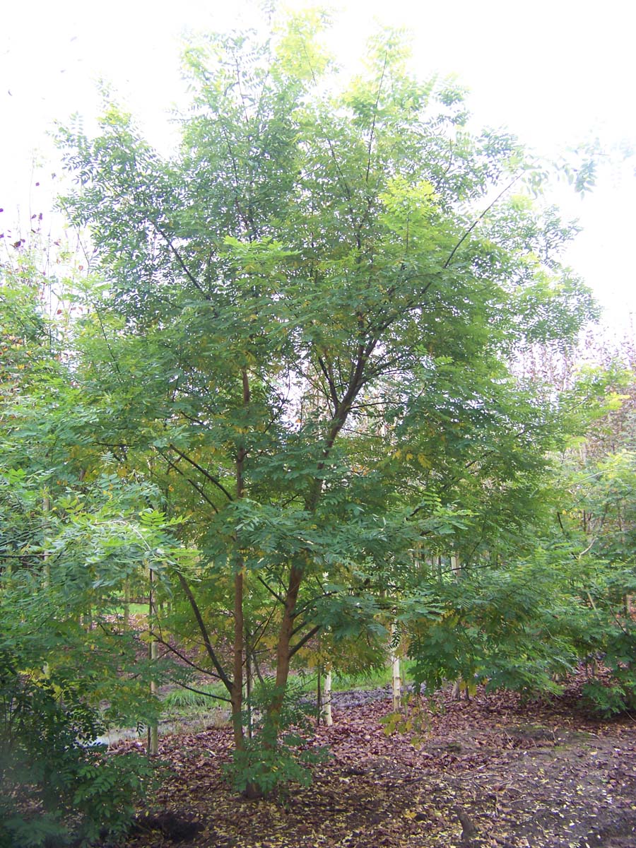 Styphnolobium japonicum meerstammig / struik struik