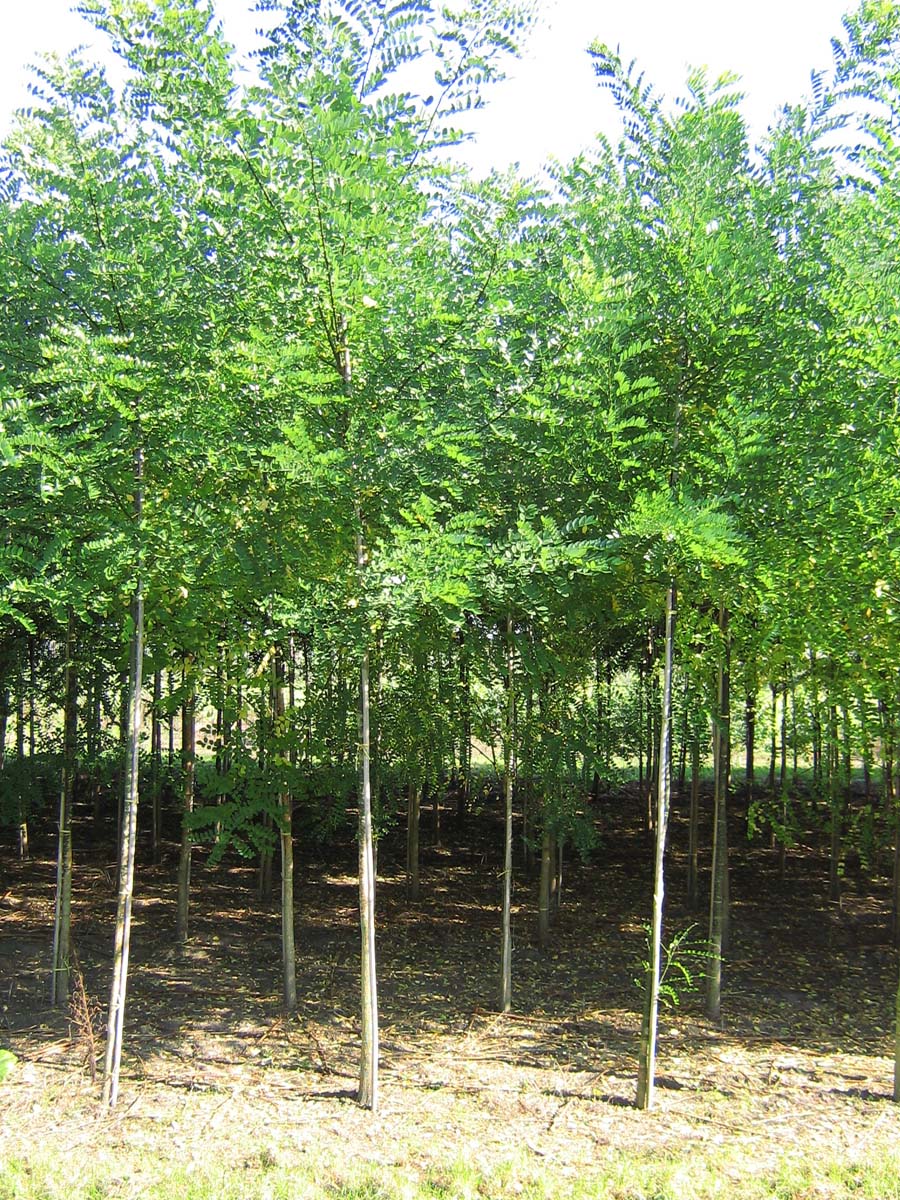 Styphnolobium japonicum op stam op stam