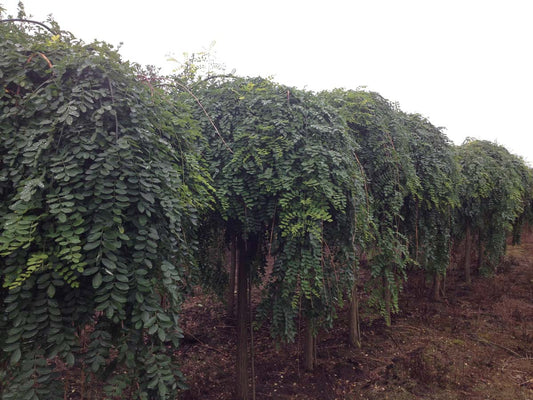 Styphnolobium japonicum 'Pendula' op stam op stam