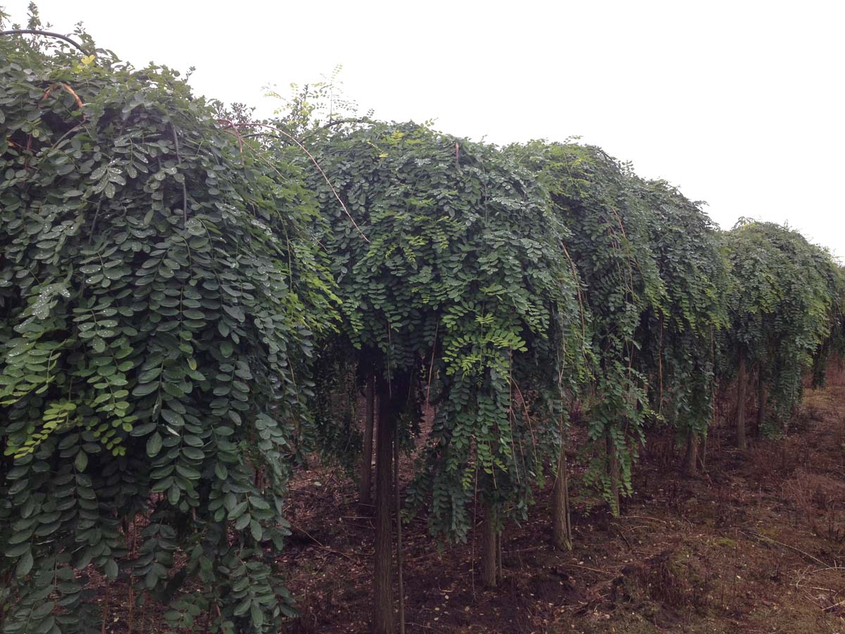 Styphnolobium japonicum 'Pendula' op stam op stam