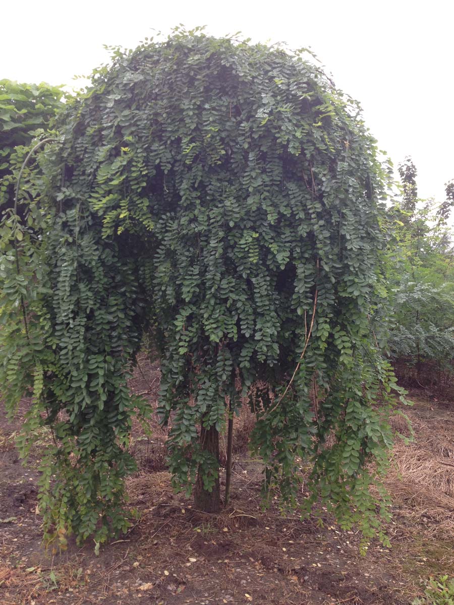 Styphnolobium japonicum 'Pendula' op stam op stam