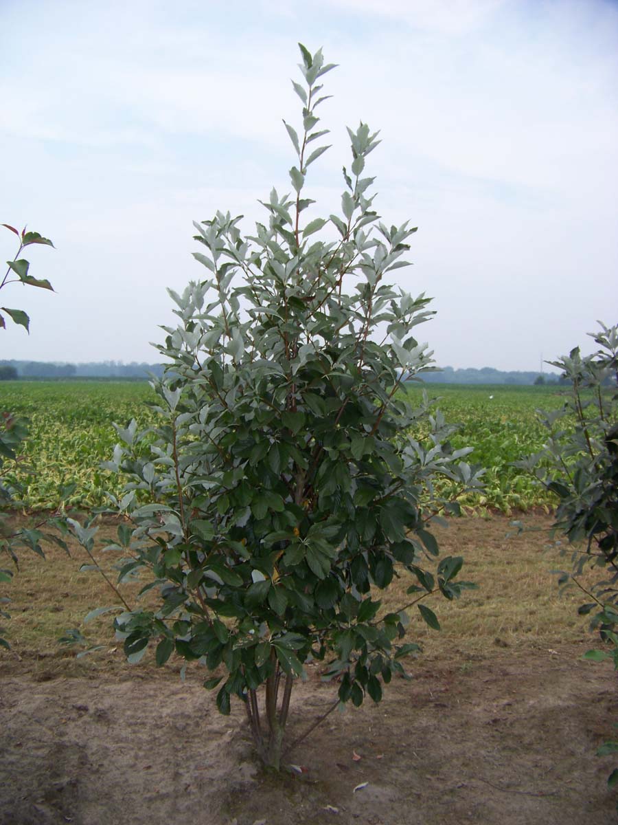Sorbus aria meerstammig / struik meerstammig
