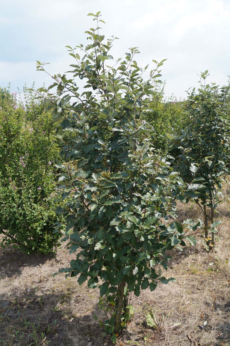 Sorbus aria meerstammig / struik meerstammig