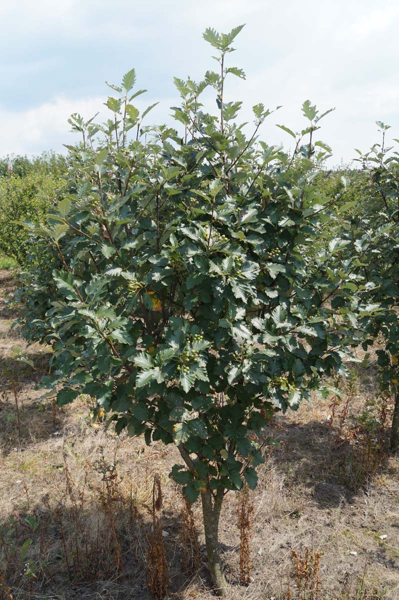 Sorbus aria meerstammig / struik meerstammig