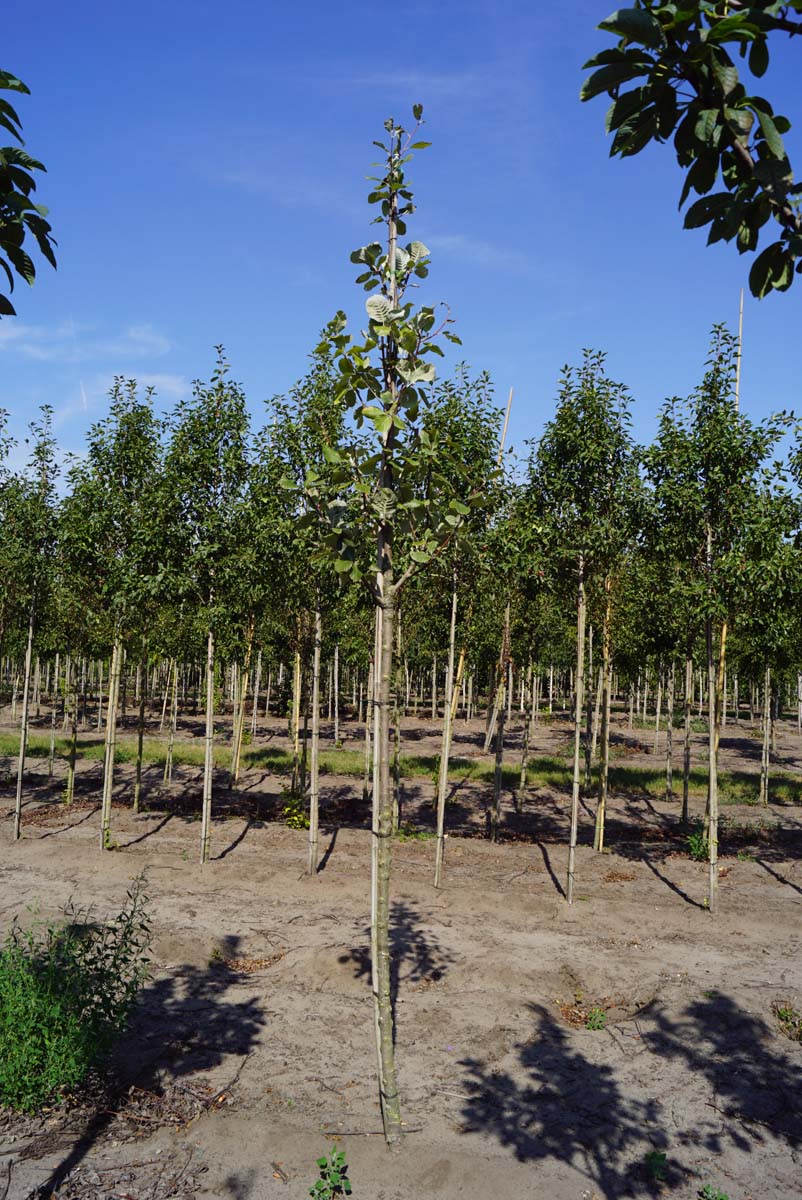 Sorbus aria 'Lutescens' op stam op stam