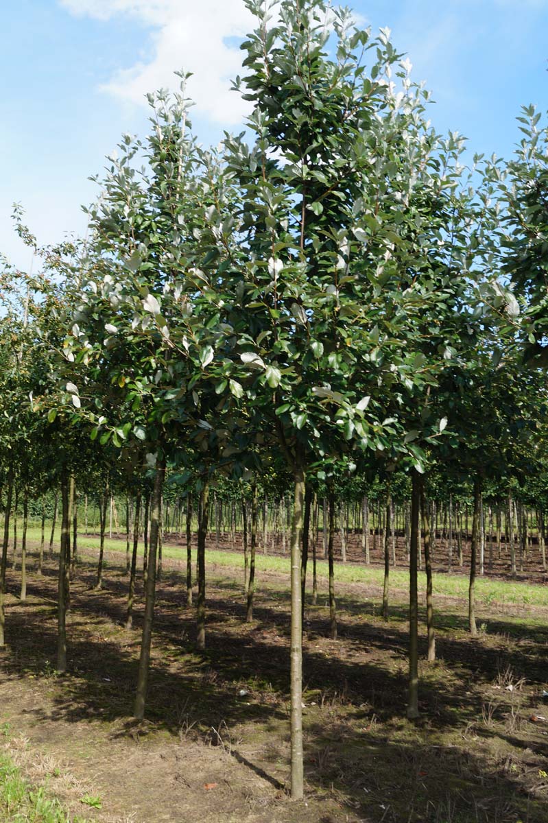 Sorbus aria 'Magnifica' op stam op stam