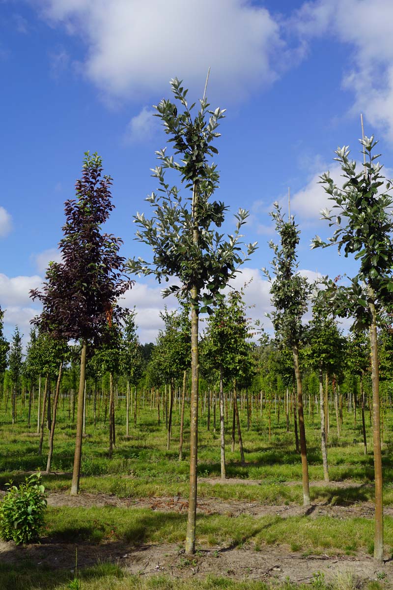 Sorbus aria 'Magnifica' op stam op stam