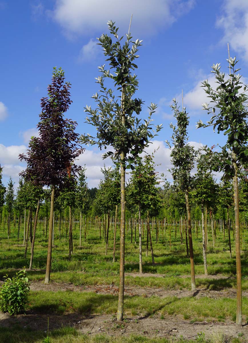 Sorbus aria 'Magnifica' op stam op stam