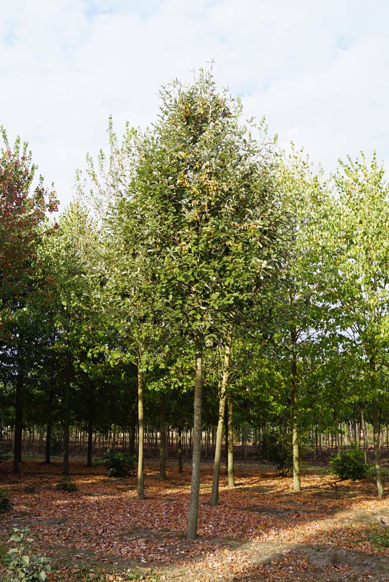 Sorbus aria 'Magnifica' op stam op stam