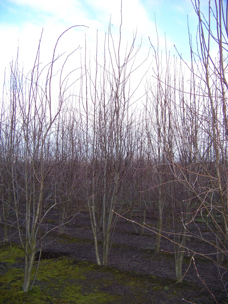 Sorbus aucuparia meerstammig / struik meerstammig